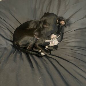 Meet your Posher, Bridget